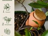 a plant that has been planted in a pot