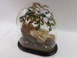 a glass dome with a plant inside of it on a table