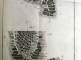 un vieux livre sur lequel figure le dessin d'une plante et d'une feuille