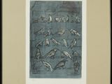 a picture of a group of birds that are flying in the air