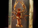 une boîte en verre posée sur une table, contenant un homard