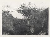 photographie en noir et blanc d'un arbre au milieu d'un champ
