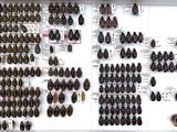 a lot of bugs on display in a white frame