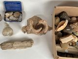 une boîte de coquillages et d'autres objets posés sur une table