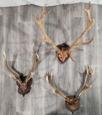 deux têtes de cerf accrochées au mur d'une pièce avec un parquet