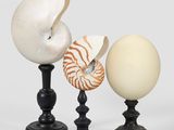 trois coquillages et un moussaillon posés sur des socles, sur fond blanc