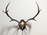 une tête de cerf empaillée, accrochée au mur avec ses bois