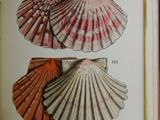 un livre sur lequel figure une image de coquillages