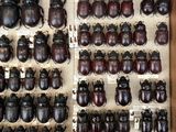 a lot of beetles that are on display in a wooden box