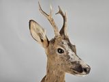 a deer with antlers on its head on a gray background