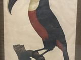 painting of a toucan sitting on a branch in a glass case