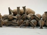 a pile of nuts sitting on the floor next to each other