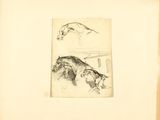 two drawings of a horse and a dog in a pen and ink