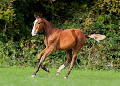 un cheval brun qui court dans un champ, avec des arbres en arrière-plan