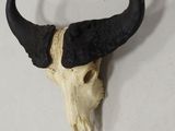 a skull of a bull with horns on a wall