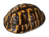 une image représentant une carapace de tortue sur fond blanc