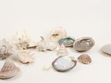 de nombreux coquillages de toutes sortes sur une surface blanche