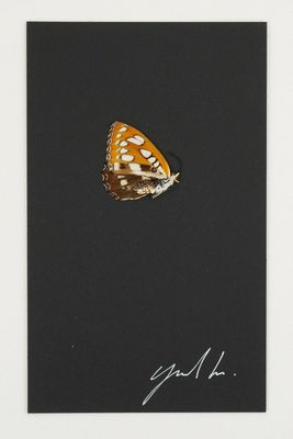 an orange and white butterfly sitting on top of a black paper