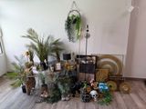 a lot of plants that are on the floor in the room