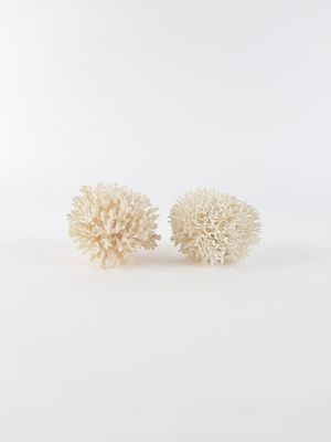 a pair of white coral earrings on a white background