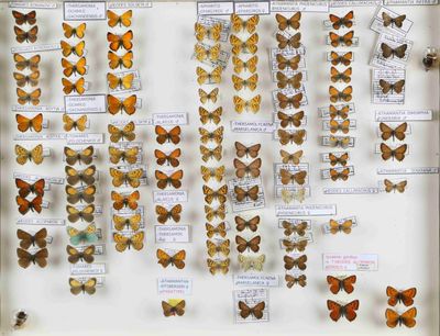 de nombreux types de papillons exposés dans une vitrine