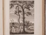 an old book with a drawing of a monkey hanging from a tree
