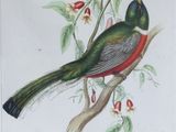 a bird that is sitting on a tree branch