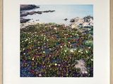 a picture of a picture of a field of flowers