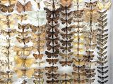 many different types of moths displayed in a white box