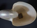 a close up of a white shell with a small hole in the middle of it