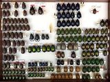 many beetles on display in a display case