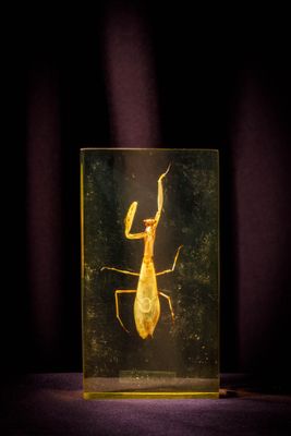 an insect in a glass case sitting on top of a table