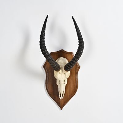 un crâne d'antilope fixé à un mur en bois, muni de longues cornes