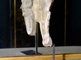 a sculpture of a human head on display in a glass case