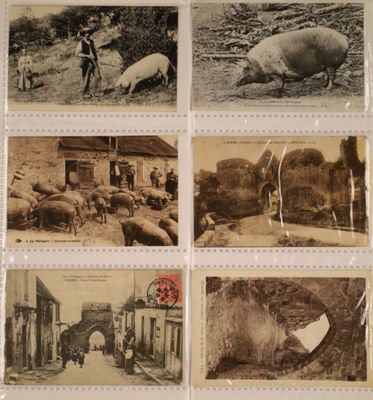 quelques vieilles cartes postales représentant des animaux et des habitants d'un village