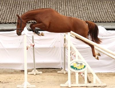 a horse that is jumping over an obstacle