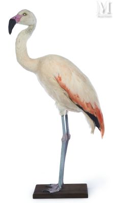 a bird that is standing on a wooden stand