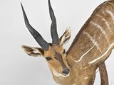 a antelope that is standing in the snow