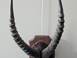 a picture of a wall mounted antelope head on a wall