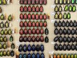 a lot of beetles on display in a display case