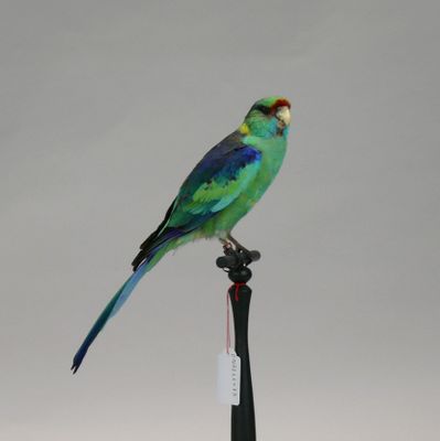 a bird that is sitting on top of a pole