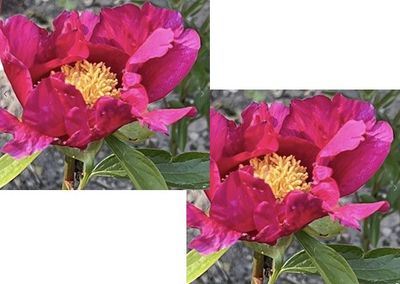 deux photos d'une fleur rose aux étamines jaunes