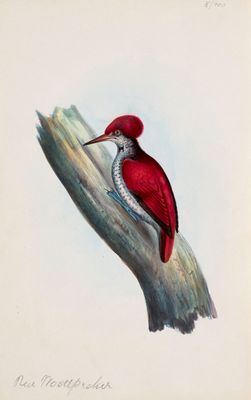 peinture représentant un pic à tête rouge perché sur une branche d'arbre