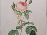 an old book with a rose on it sitting on a table
