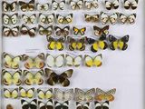 de nombreux types de papillons différents présentés dans une vitrine