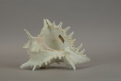 a white shell that is sitting on a table