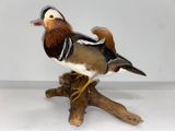 un oiseau perché sur une branche d'arbre