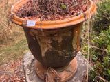 a plant that is sitting in a pot on a rock