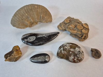 Lot de fossiles, ammonites et divers
