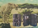a picture of a picture of a cheetah on the cover of a book